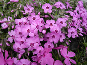 Phlox subulata 'Holly'